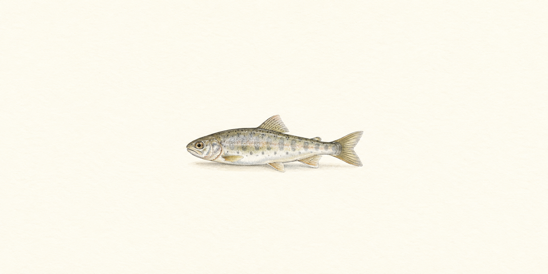 川魚1尾を横向きに描いた水彩風の生成イラスト
